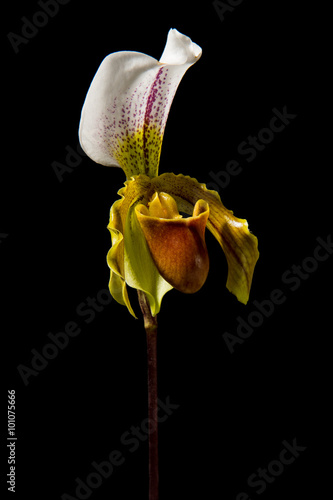 Fototapeta Naklejka Na Ścianę i Meble -  Single blooming venus slipper orchid flower on a black background seen from the side