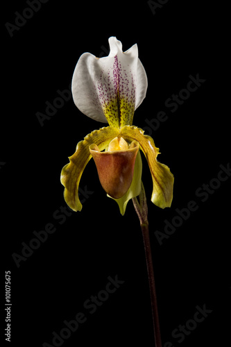 Single blooming venus slipper orchid flower on a black background seen from the front
