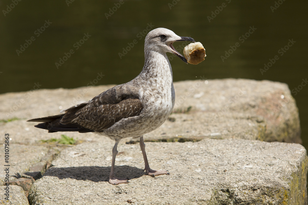 Seagull with bread in the beak Seagull with bread in the beak