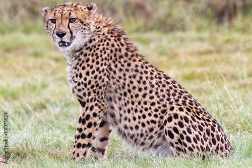 young cheetah