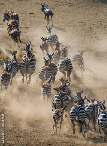 Group of zebras running in the dust. Kenya. Tanzania. National Park. Serengeti. Maasai Mara. An excellent illustration.