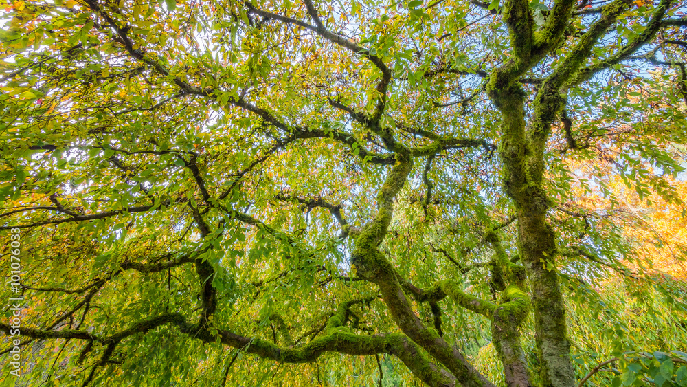 Fototapeta premium Washington park arboretum, Autumn