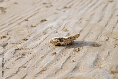 beautiful sea shell on sand