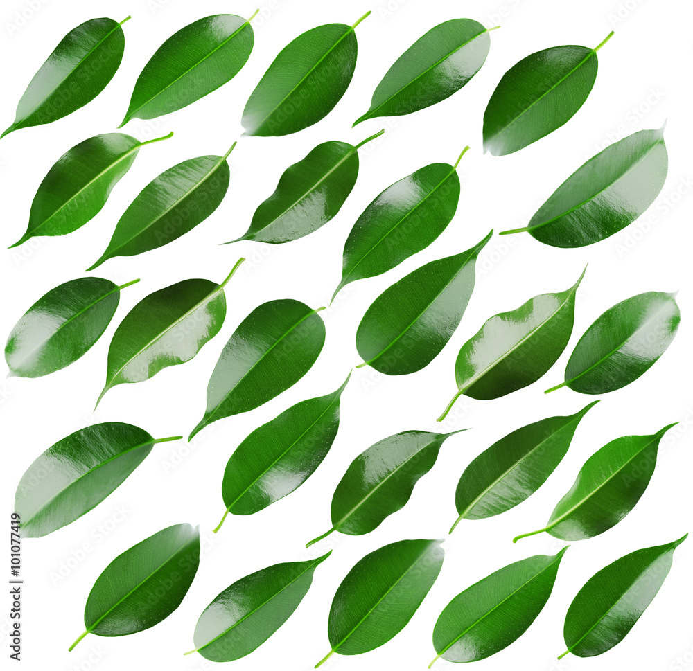 Collage of beautiful green leaves isolated on white