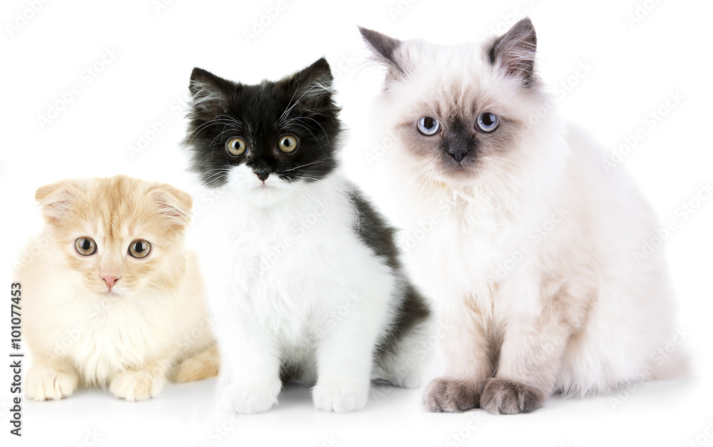Three cute cats, isolated on white