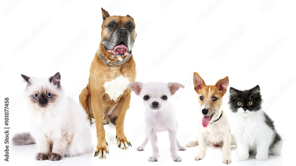 Obraz premium Cute cats and dogs, isolated on white