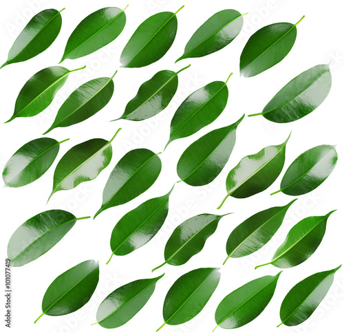 Collage of beautiful green leaves isolated on white