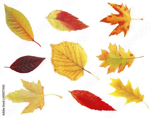 Different autumnal leaves  isolated on white