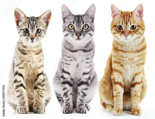 Three cute cats, isolated on white