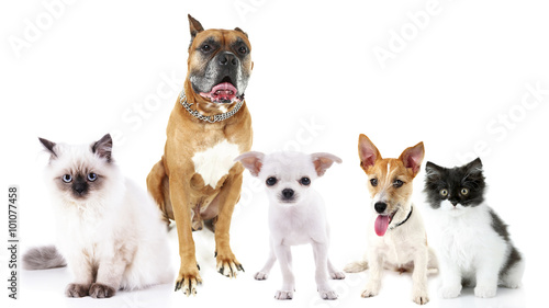 Cute cats and dogs, isolated on white