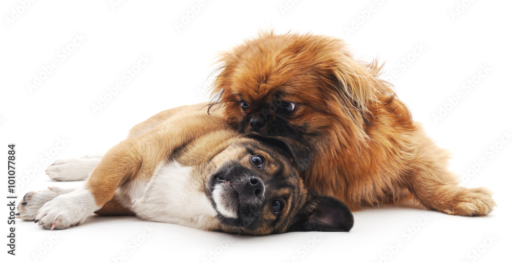Two red dogs. Two red dogs.