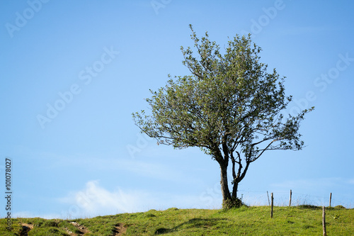 arbre en haut d'une colline