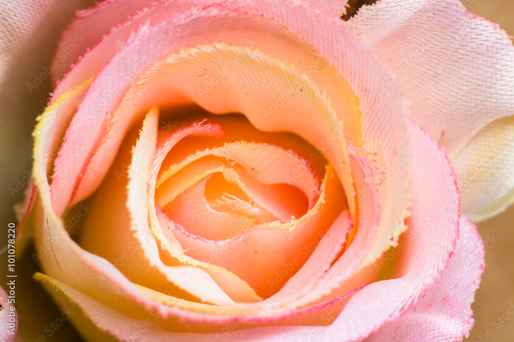 Pink rose macro background useful as greeting card Pink rose macro background useful as greeting card