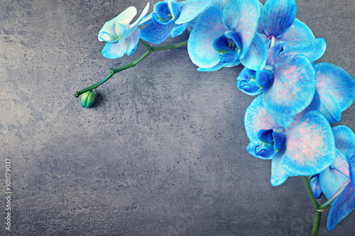 Fototapeta Naklejka Na Ścianę i Meble -  Beautiful blue orchid flowers on grey background, close up