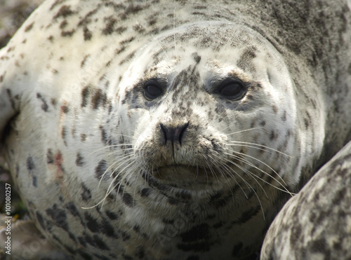 Harbor Seal