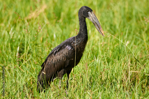 Open billed stork