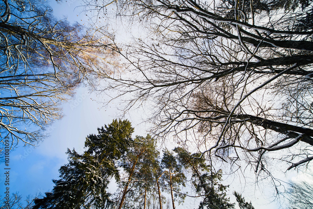 Obraz premium зимний лес в снегу