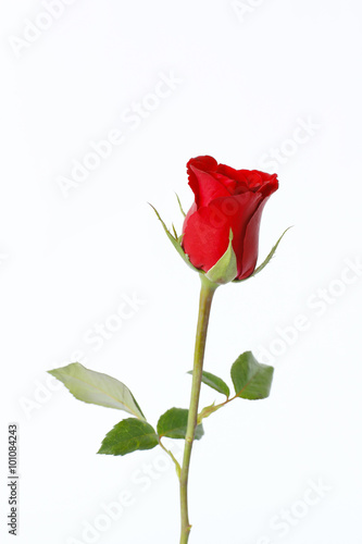 Stock Photo:.Beautiful red roses on table close-up