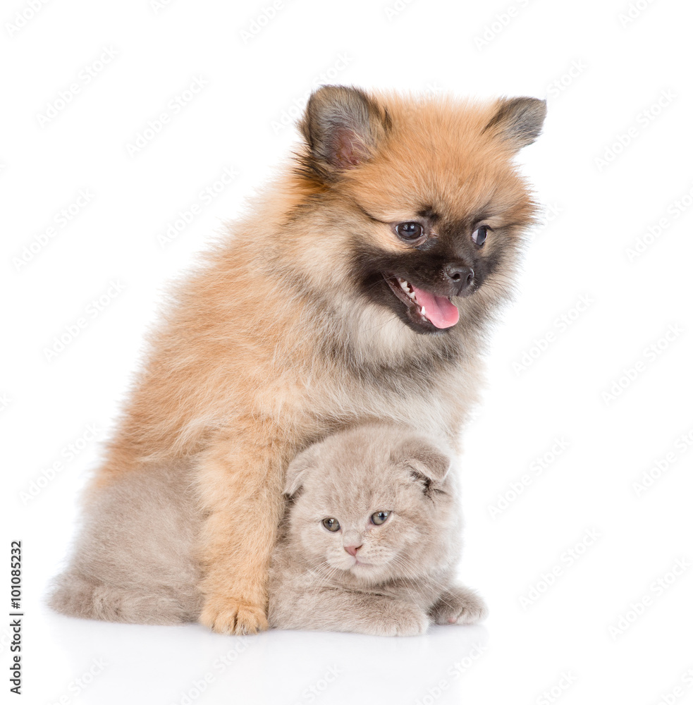 tiny spitz puppy hugging scottish kitten . isolated on white bac tiny spitz puppy hugging scottish kitten . isolated on white bac