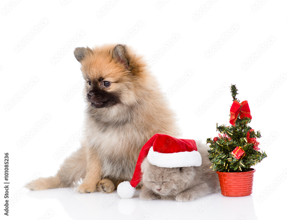 Obraz premium Tiny spitz puppy and scottish kitten with santa hat and christma