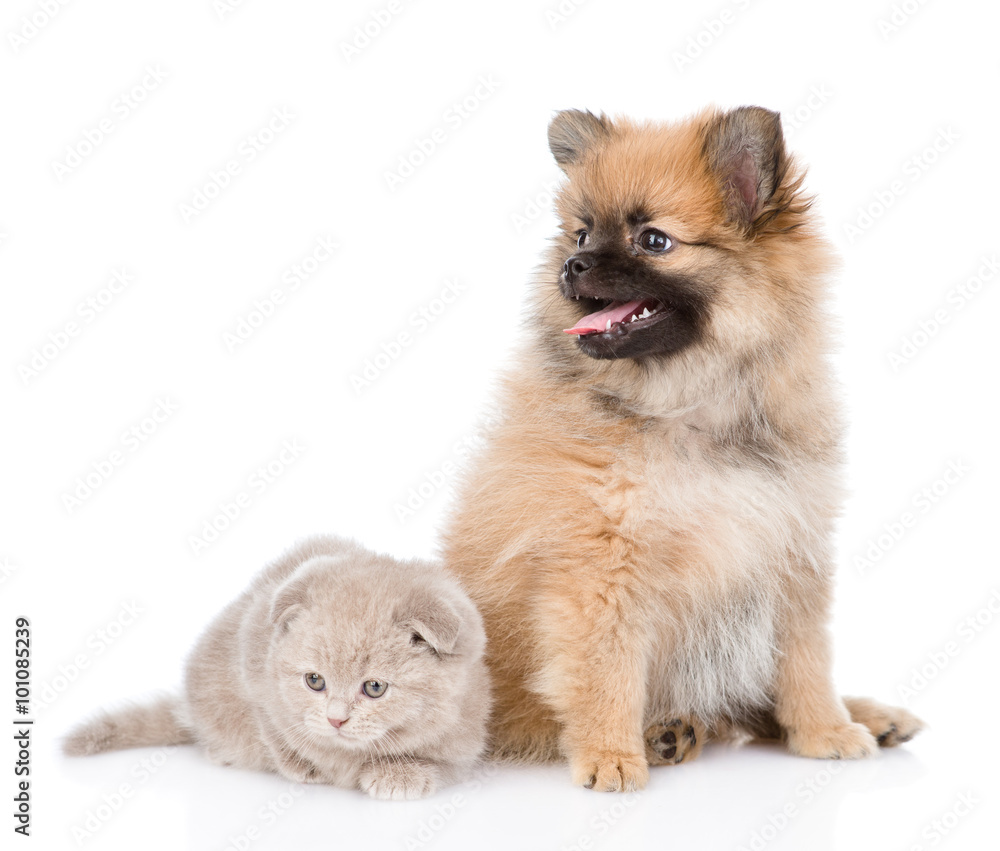 tiny spitz puppy sitting with scottish kitten together. isolated tiny spitz puppy sitting with scottish kitten together. isolated