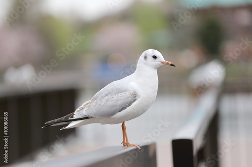 Seagull standing in a park. © meepoohyaphoto