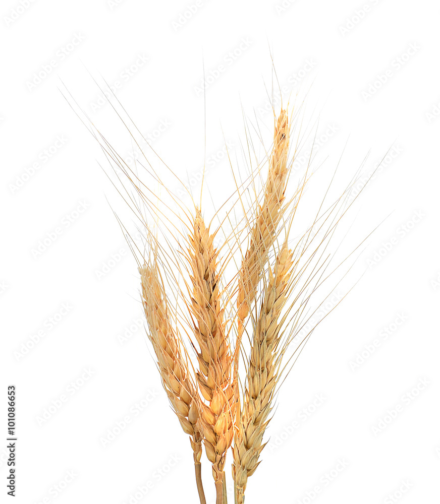 barley field on white background
