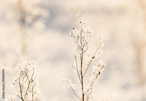 Winter dry plants with rime close up