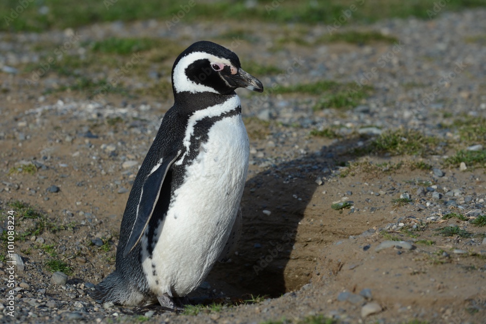 Naklejka premium Magellanic Penguins (Spheniscus magellanicus) at the penguin sanctuary on Magdalena Island in the Strait of Magellan near Punta Arenas in southern Chile.