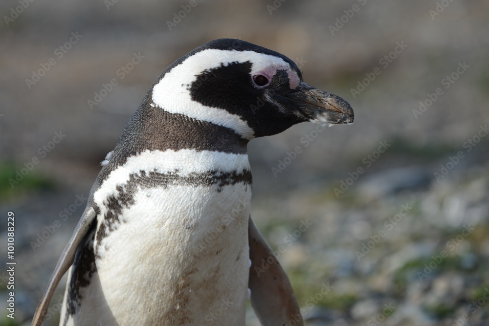 Fototapeta premium Magellanic Penguins (Spheniscus magellanicus) at the penguin sanctuary on Magdalena Island in the Strait of Magellan near Punta Arenas in southern Chile.