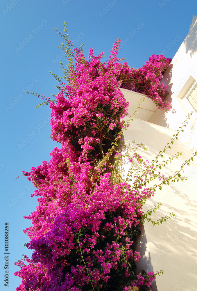 Pink flowers on white resort building