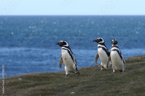 Magellanic Penguins  Spheniscus magellanicus  at the penguin sanctuary on Magdalena Island in the Strait of Magellan near Punta Arenas in southern Chile.