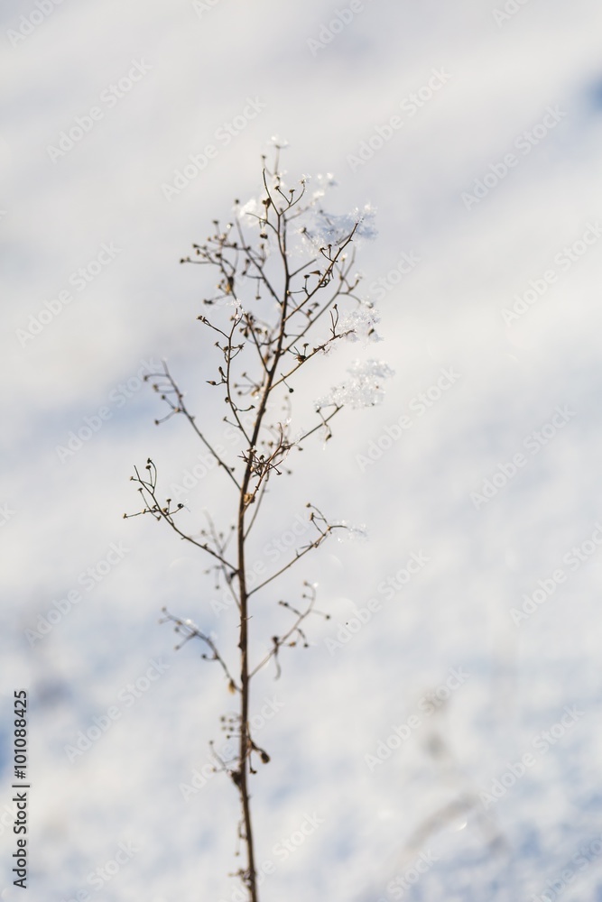 Winter dry plants with rime close up Winter dry plants with rime close up