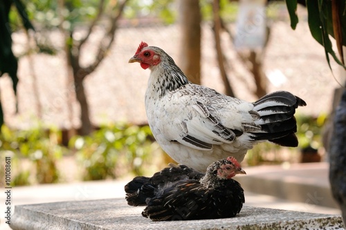 The white chiken standing on mable table.