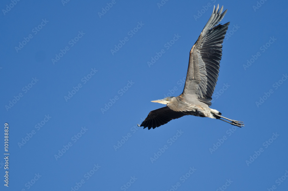 Fototapeta premium Great Blue Heron Flying in a Clear Sky