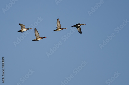 Four Wood Ducks Flying In a Blue Sky