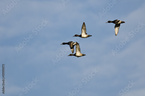 Flock of Ring-Necked Ducks Flying in a Blue Sky