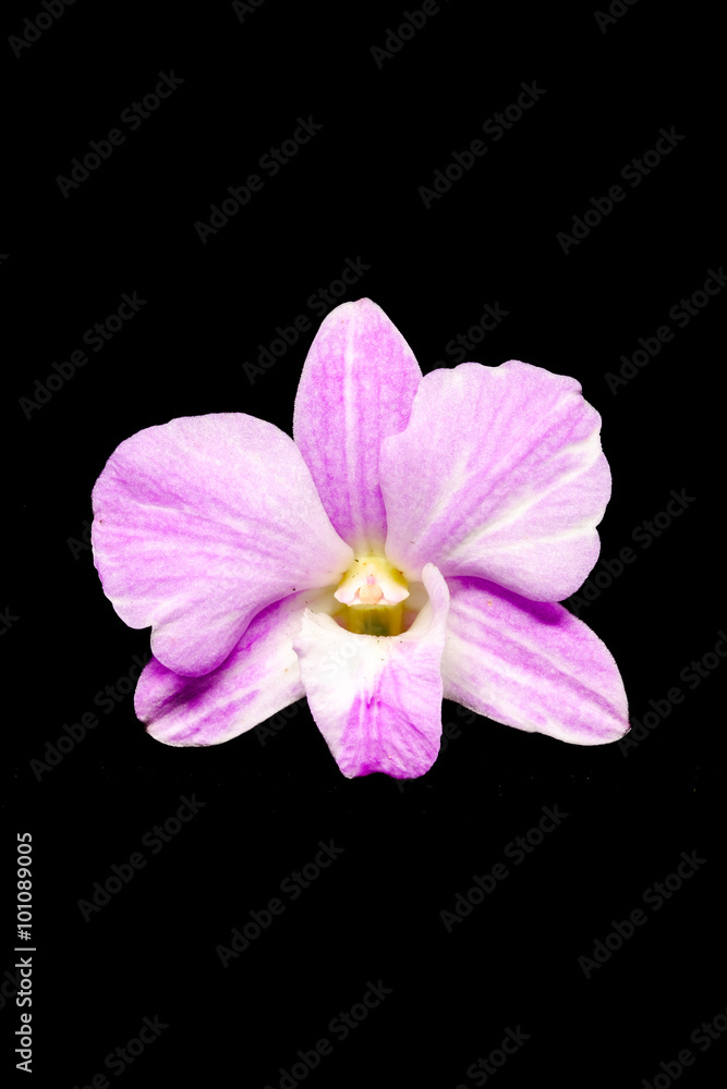 Fototapeta premium Beautiful Purple orchid flower isolated on black background