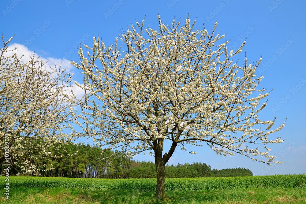 Flowering tree on meadow. Spring season. Flowering tree on meadow. Spring season.