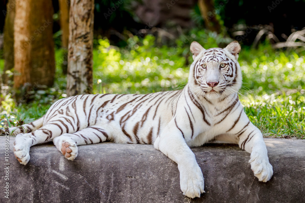 Fototapeta premium white tiger