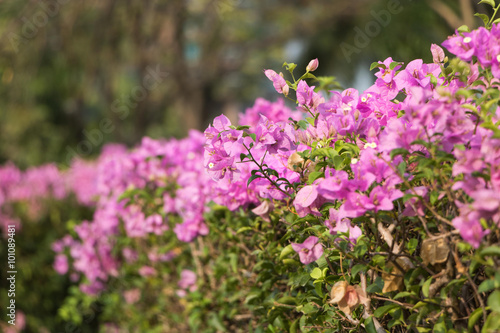 Pink flower in the park
