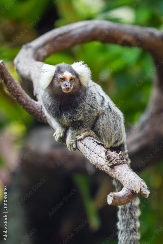 Fototapeta premium Lemur on climbing tree