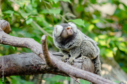 Lemur on climbing tree © tiverylucky