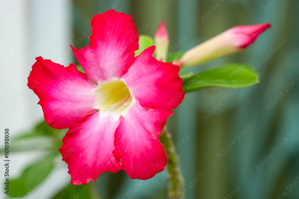 Close up Frangipani tropical flowers, Plumeria flowers