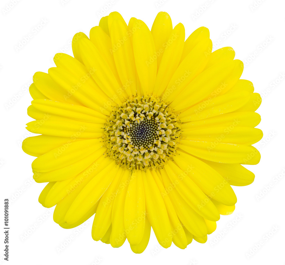 yellow gerbera flower isolated on white with clipping path yellow gerbera flower isolated on white with clipping path