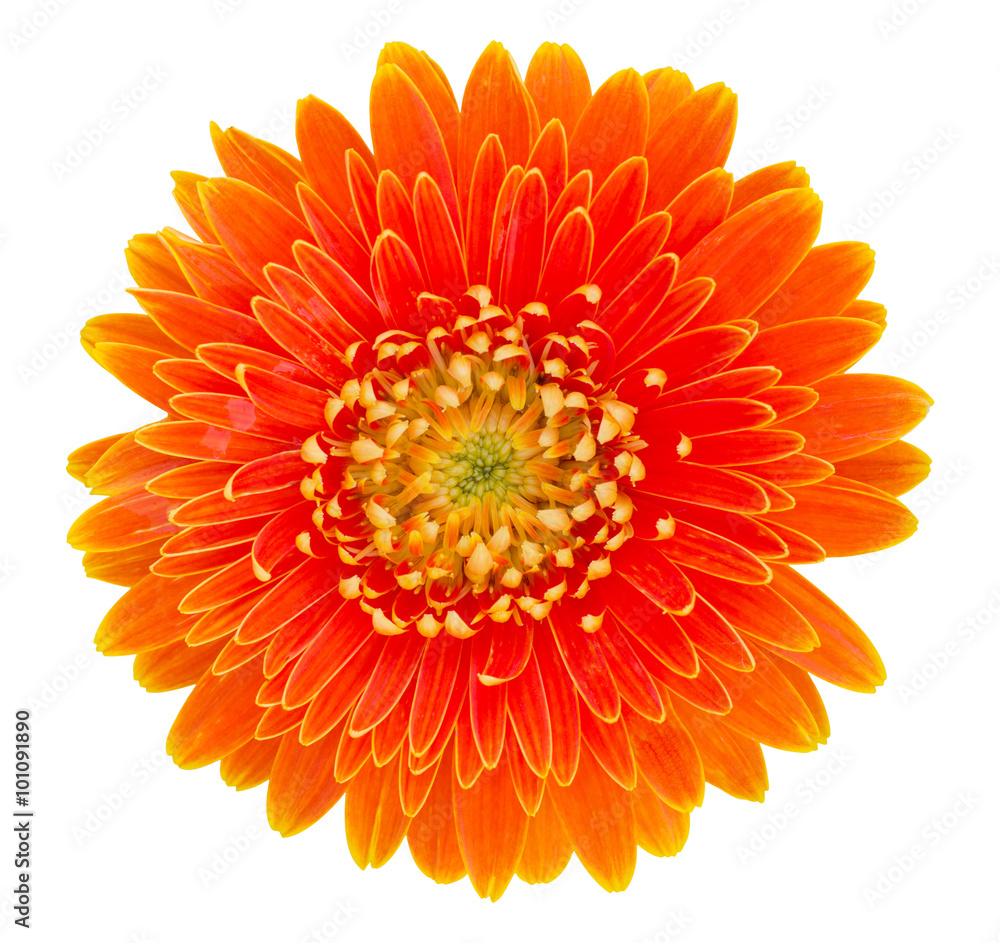 orange gerbera flower isolated on white with clipping path orange gerbera flower isolated on white with clipping path