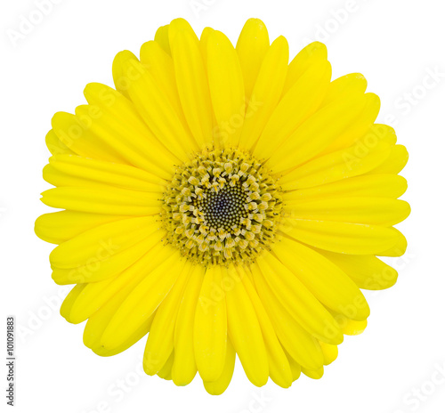 yellow gerbera flower isolated on white with clipping path