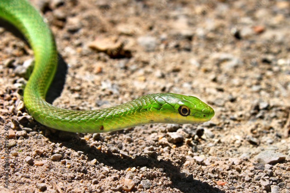 Obraz premium Rough Green Snake (Opheodrys vernalis)