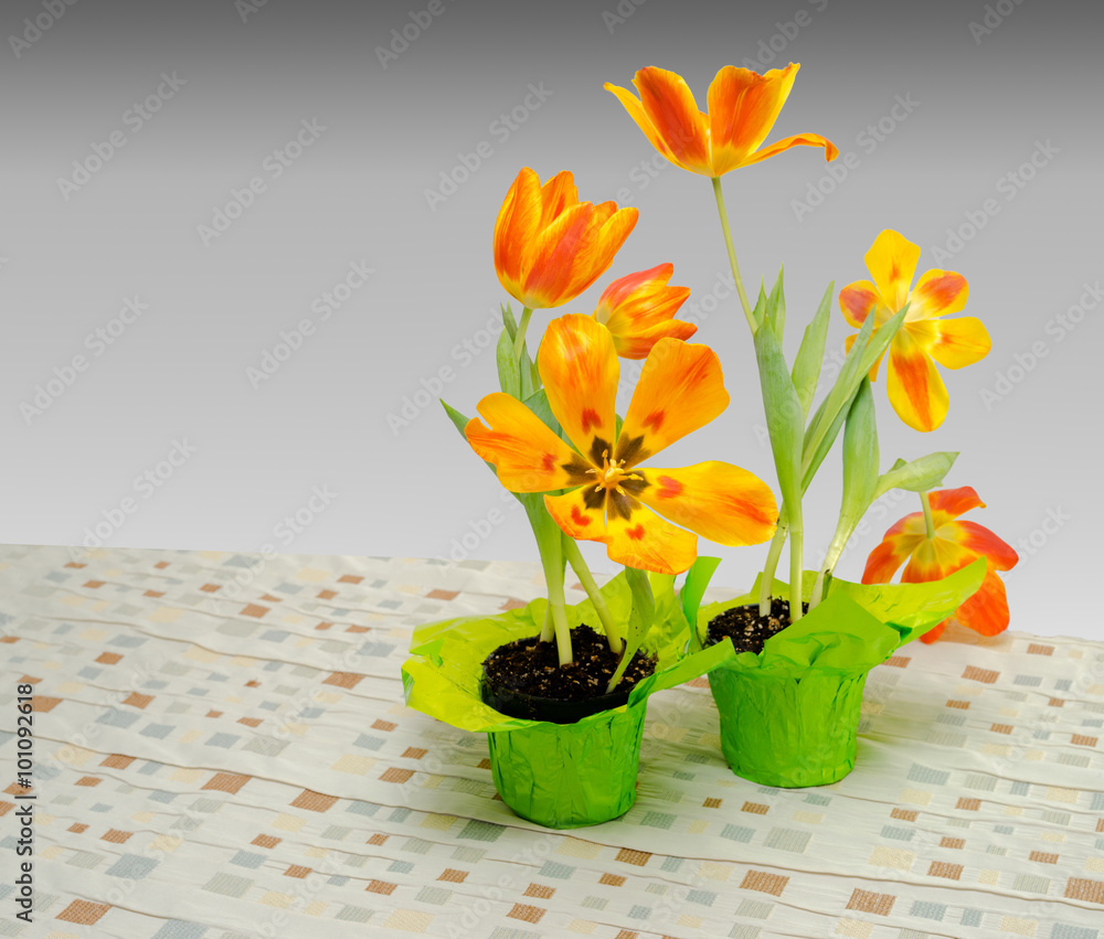 Tulip plant gift - Day 7 Tulip plant gift - Day 7