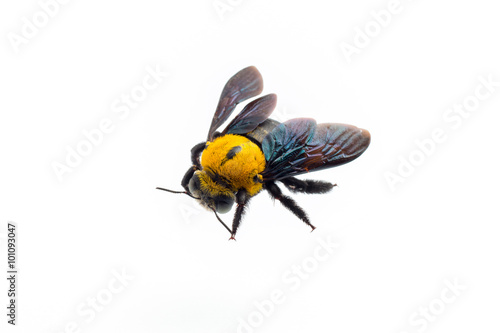 Bumblebee on white background